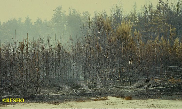 Waldbrand Knesebeck / Forst Malloh