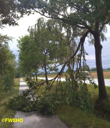 Ast über Fahrradweg