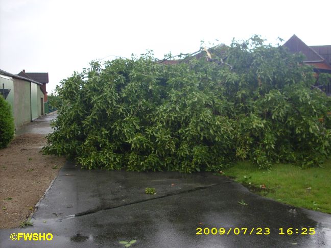 Umgestürzter Baum Bahnhofsweg