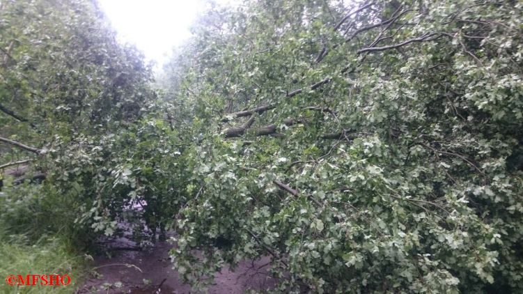 Baum auf Straße, Schützenstraße