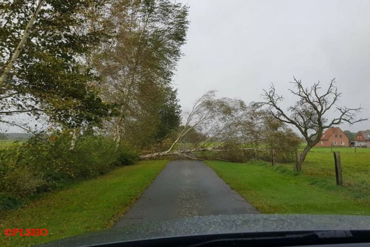 Baum auf Straße,  Heidberg