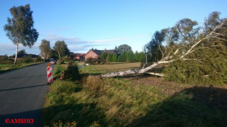 Baum auf Straße,  Lindenstraße