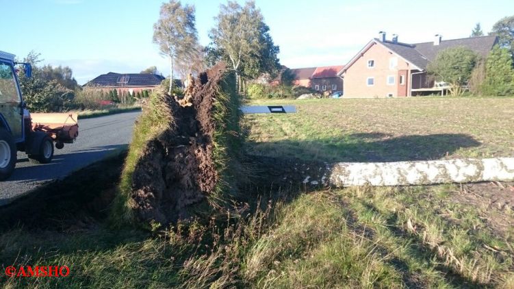 Baum auf Straße,  Lindenstraße