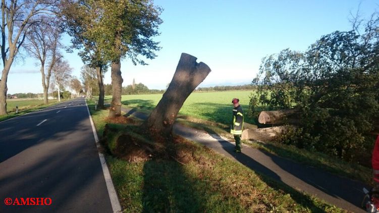 Baum auf Straße,  L 286