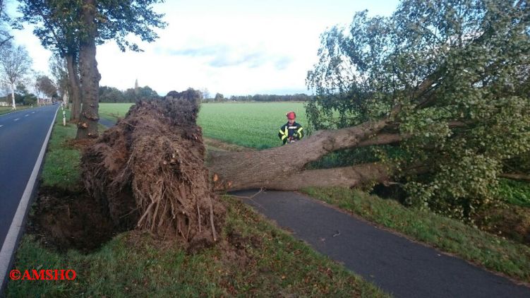 Baum auf Straße,  L 286