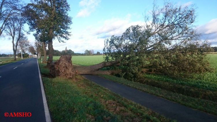 Baum auf Straße,  L 286