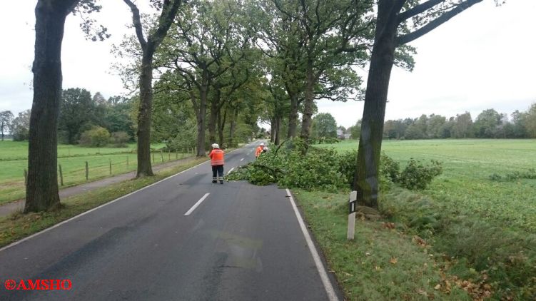 Baum auf Straße,  L 286
