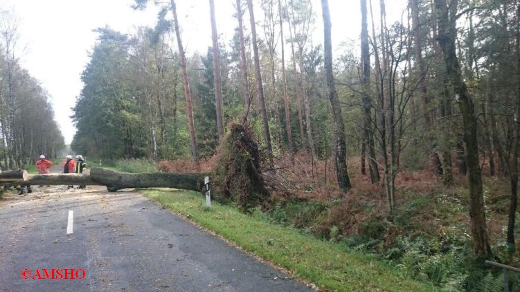Baum auf Straße,  K 31