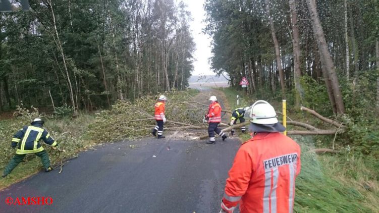 Baum auf Straße,  K 31