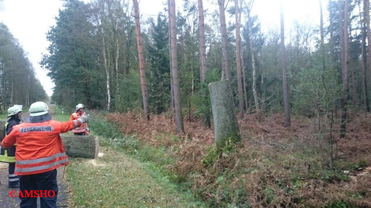Baum auf Straße,  K 31