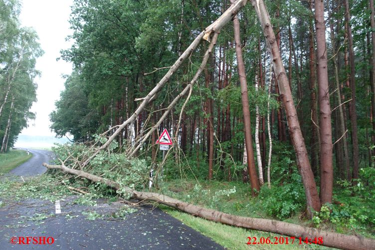 Baum auf Straße, K31