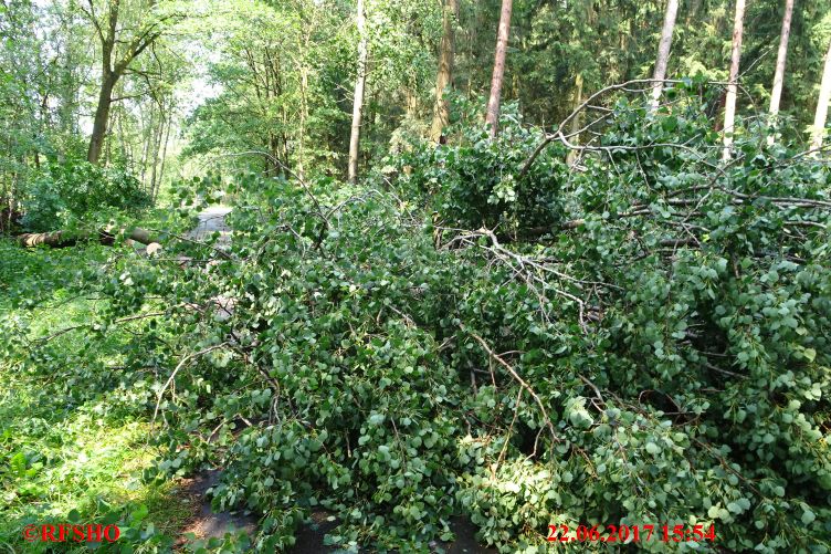 Baum auf Straße, Schützenstraße − Zuckerland