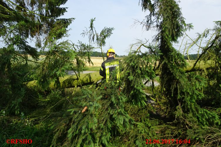 Baum auf Straße, Preussagstraße