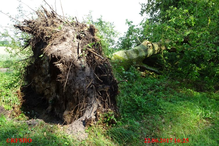 Baum auf Straße, Preussagstraße