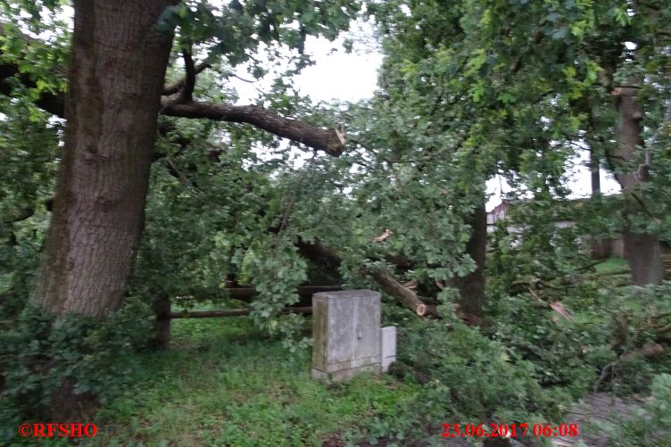 Baum auf Straße, Ringgstraße