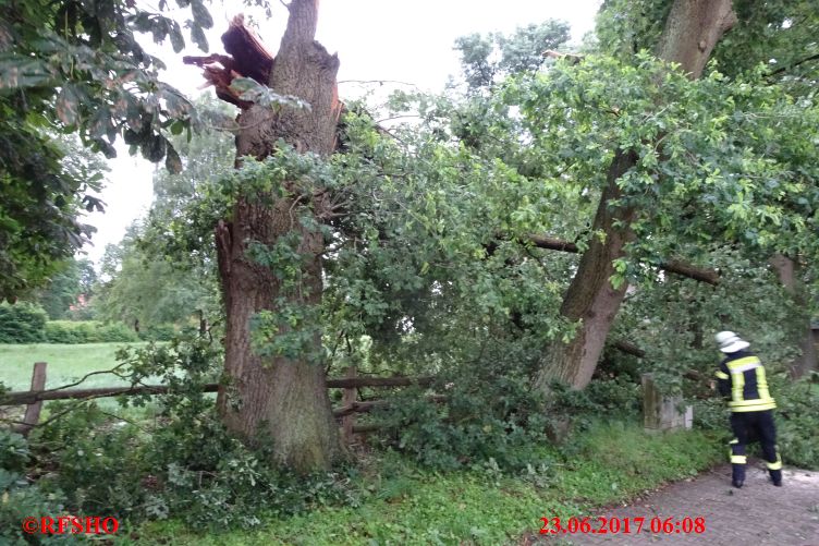 Baum auf Straße, Ringgstraße