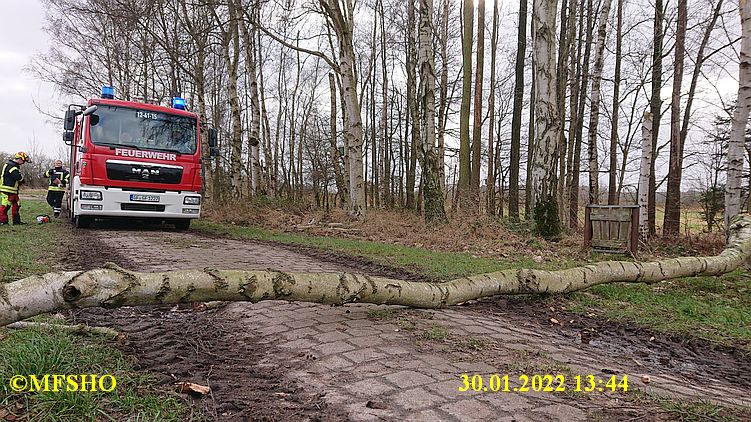 Baum auf Schützenstraße