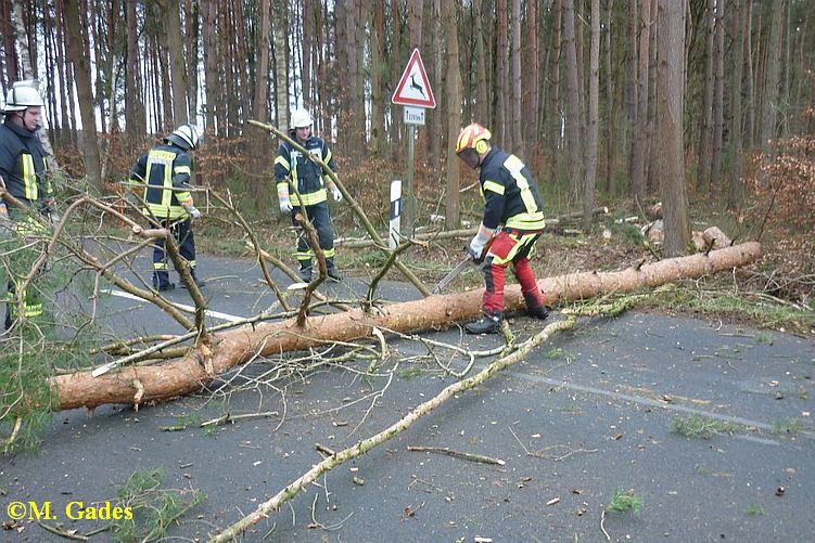 Bäume auf K 31 Bäume auf K 31