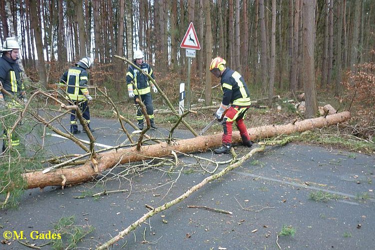 Bäume auf K 31