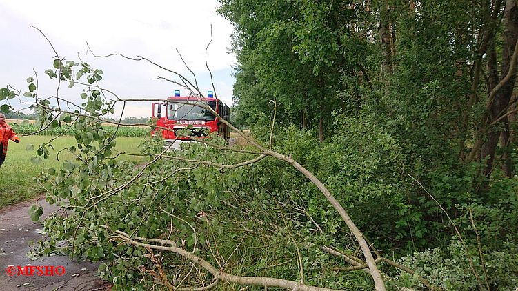 H_1 Baum auf Straße Preussagstraße