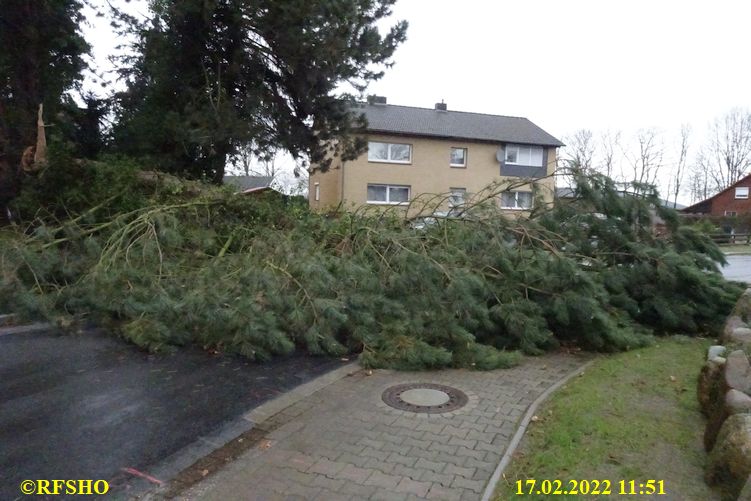 Baum auf Ringstraße