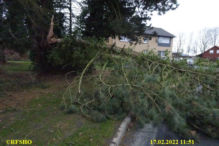 Baum auf Ringstraße