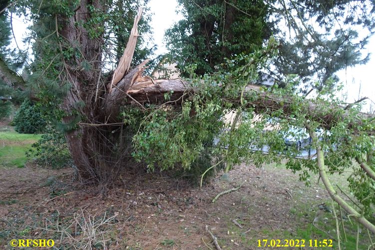 Baum auf Ringstraße