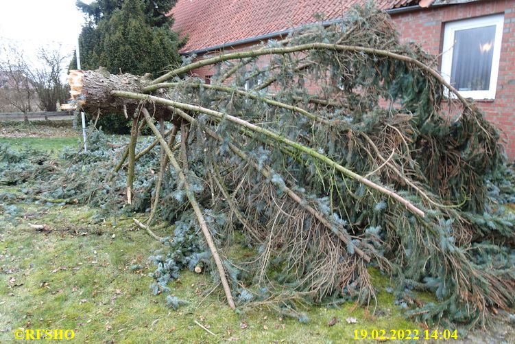 Baum auf Haus − Weißes Moor