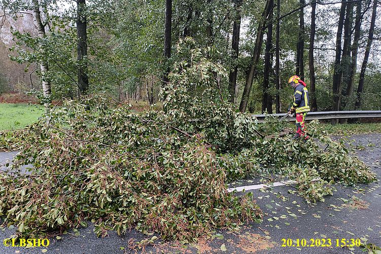 H_1 Baum auf Straße K31